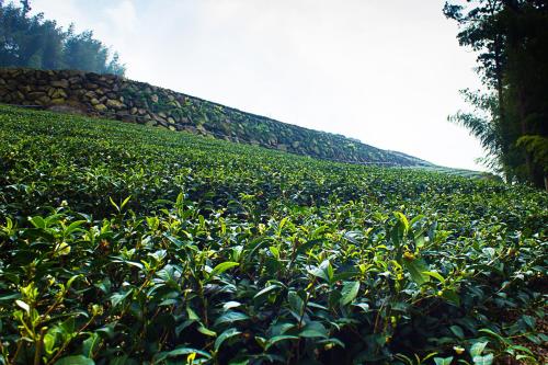Surrounding environment, Chia Yuen Homestay in Zhuqi Township Surrounding environment, Chia Yuen Homestay in Zhuqi Township