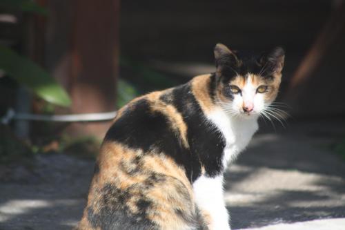 This photo about Tao Shan Homestay shared on HyHotel.com