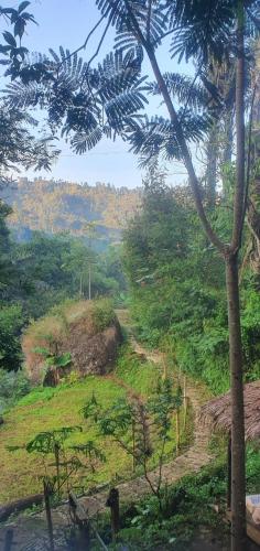 METAGLAMP in Rancabali METAGLAMP in Rancabali