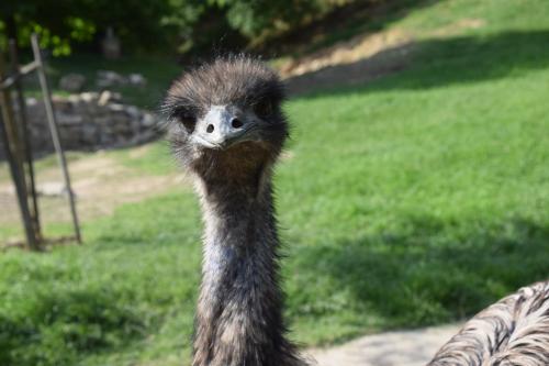 Villány Outback (Villany Outback) in Villánykövesd Villány Outback (Villany Outback) in Villánykövesd