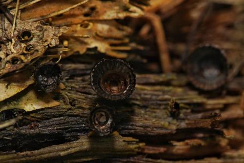 Maskani Wasi in Lago Agrio Maskani Wasi in Lago Agrio