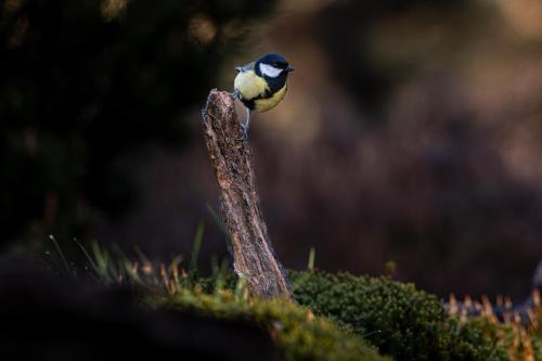B&B de Hinne in De Holterberg B&B de Hinne in De Holterberg