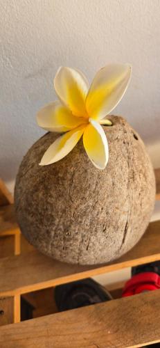 Hei Hei in 모레아 아일랜드 Hei Hei in 모레아 아일랜드