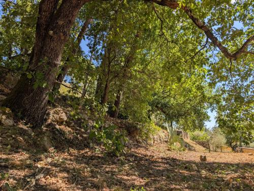 tuin, Pavillon La Ruine in Draguignan tuin, Pavillon La Ruine in Draguignan