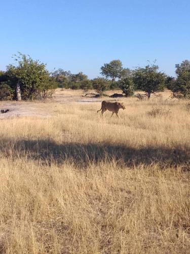 Kayubo Campsite in 孔戈拉 Kayubo Campsite in 孔戈拉