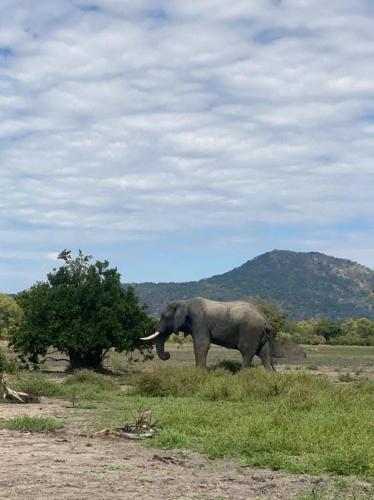 Mawila Big Five Lodge in Liwonde Mawila Big Five Lodge in Liwonde