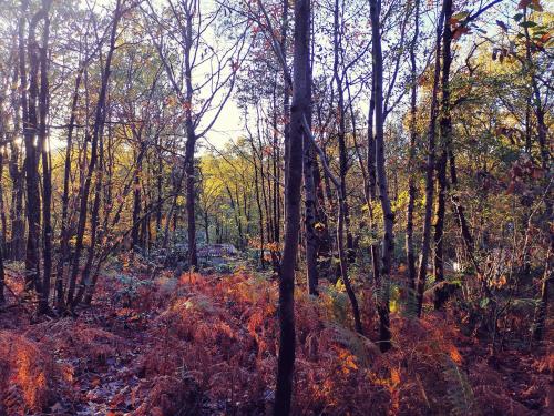 A környék, La Cabane in Saint-Hilaire-des-Loges A környék, La Cabane in Saint-Hilaire-des-Loges