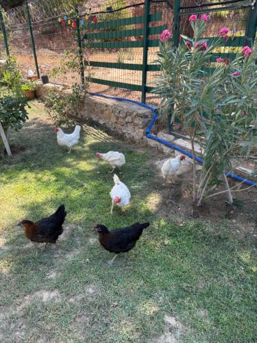 Kocadag in Bostanci Kocadag in Bostanci