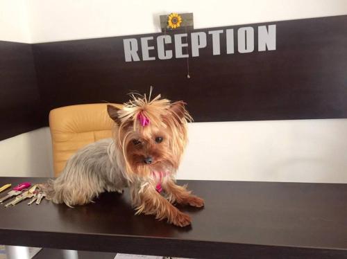 This photo about Venis House shared on HyHotel.com