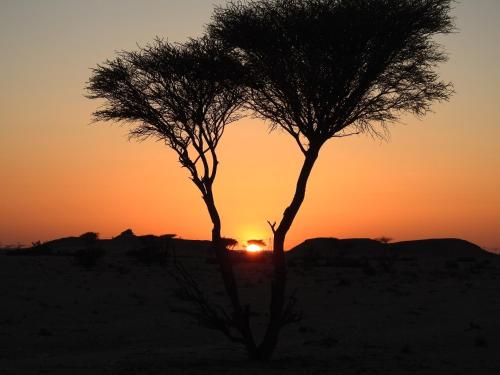 مزرعة نحل العسل in Manah مزرعة نحل العسل in Manah