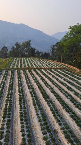 Hommestay Người Nùng (Hommestay Nguoi Nung) in Hoang Su Phi Hommestay Người Nùng (Hommestay Nguoi Nung) in Hoang Su Phi