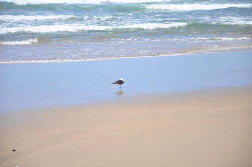 playa, Ocean View Cottage, Springerbaai in Boggomsbaai playa, Ocean View Cottage, Springerbaai in Boggomsbaai