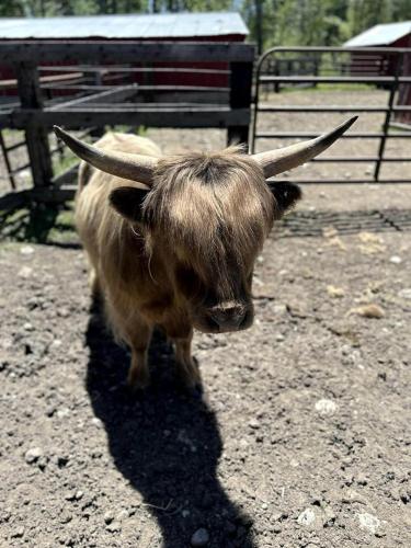 Cozy Bell Tent Surrounded by Nature in Montana in Columbus (Montana) Cozy Bell Tent Surrounded by Nature in Montana in Columbus (Montana)
