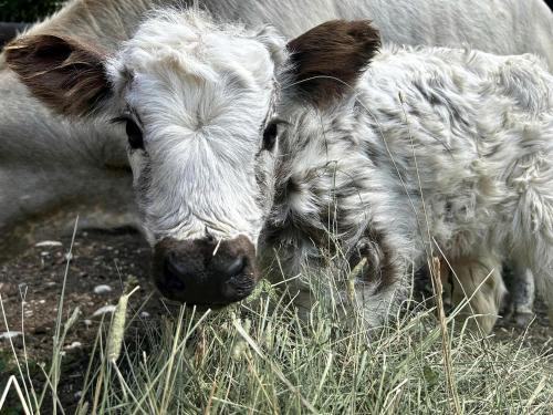 Cozy Bell Tent Surrounded by Nature in Montana in Columbus (Montana) Cozy Bell Tent Surrounded by Nature in Montana in Columbus (Montana)