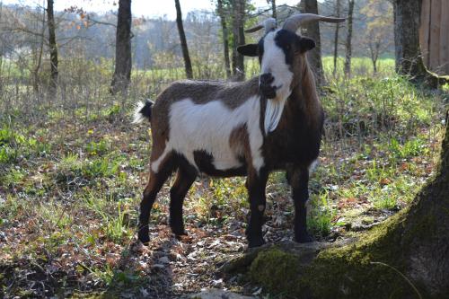 外部景觀, Gite L'atelier - Proche Sarlat in 加亞克 外部景觀, Gite L'atelier - Proche Sarlat in 加亞克