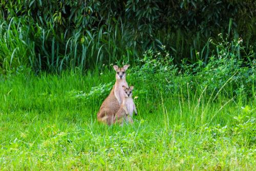 Luxury waterfront home in Cardwell in Cardwell Luxury waterfront home in Cardwell in Cardwell