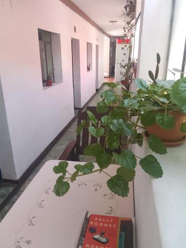 Constitucional in Sucre Constitucional in Sucre