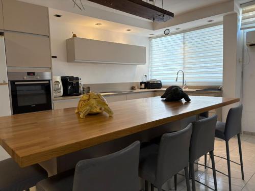 ליל חניה חיפאי in Mount Carmel ליל חניה חיפאי in Mount Carmel