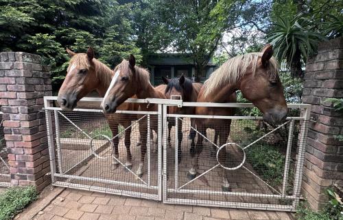 Cabin & Cottage Kaapsehoop in Kaapsehoop Cabin & Cottage Kaapsehoop in Kaapsehoop
