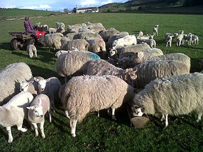 A szálláshely kívülről, Myrtle Cottage - 28177 in Dalbeattie városközpont A szálláshely kívülről, Myrtle Cottage - 28177 in Dalbeattie városközpont