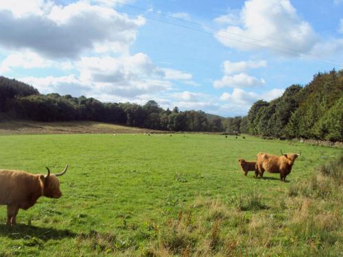 Létesítmények, Myrtle Cottage - 28177 in Dalbeattie városközpont Létesítmények, Myrtle Cottage - 28177 in Dalbeattie városközpont