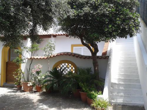 مدخل, Pitosforo - Ulivo - Cocco in Chiaia مدخل, Pitosforo - Ulivo - Cocco in Chiaia