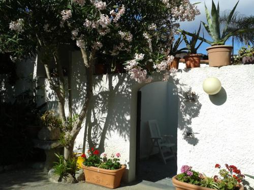مدخل, Pitosforo - Ulivo - Cocco in Chiaia مدخل, Pitosforo - Ulivo - Cocco in Chiaia