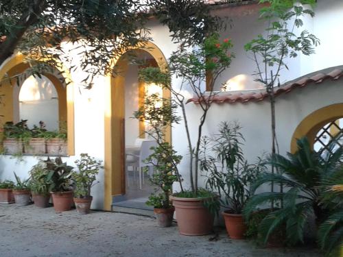 مدخل, Pitosforo - Ulivo - Cocco in Chiaia مدخل, Pitosforo - Ulivo - Cocco in Chiaia