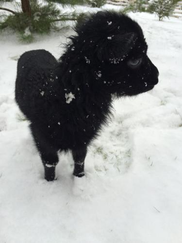 This photo about Serebryanoe Kopitse shared on HyHotel.com