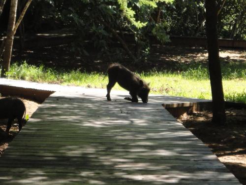 This photo about Jacana Lodge shared on HyHotel.com