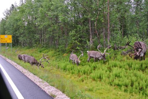 Nearby attraction, Trysil Alpin 16A Top location in Trysil Nearby attraction, Trysil Alpin 16A Top location in Trysil