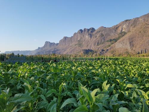 周辺案内, ホウンミー ゲストハウス (Khounmee Guesthouse) in コウンカム 周辺案内, ホウンミー ゲストハウス (Khounmee Guesthouse) in コウンカム