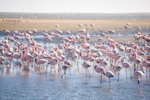 rand, Flamingo Villa Boutique Hotel in Walvis Bay rand, Flamingo Villa Boutique Hotel in Walvis Bay