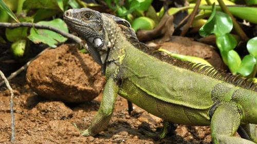 This photo about Hotel Sierpe River shared on HyHotel.com