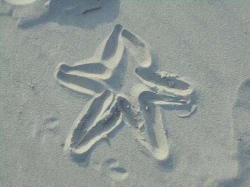 ชายหาด, Ostseestern in ดามพ์ ชายหาด, Ostseestern in ดามพ์
