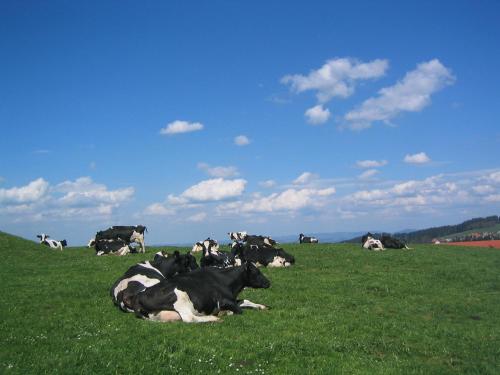 This photo about Hof Lasser shared on HyHotel.com