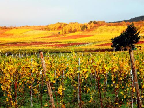 สภาพแวดล้อมโดยรอบ, Ferienweingut Rainer Beitzel in คอฟ สภาพแวดล้อมโดยรอบ, Ferienweingut Rainer Beitzel in คอฟ
