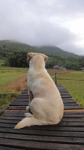 Pai Klang Na Cottage