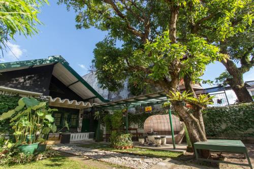 Mango Tree Dipudjo
Mango Tree Dipudjo