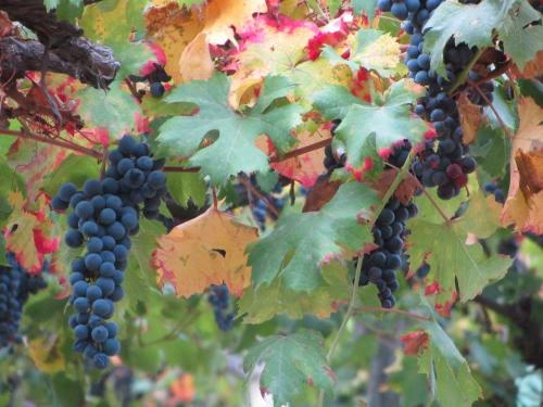 This photo about Agriturismo Costa Catterina shared on HyHotel.com