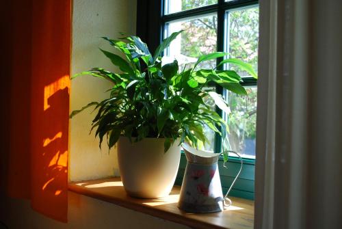 This photo about Grune Idylle im Dresdener Suden shared on HyHotel.com