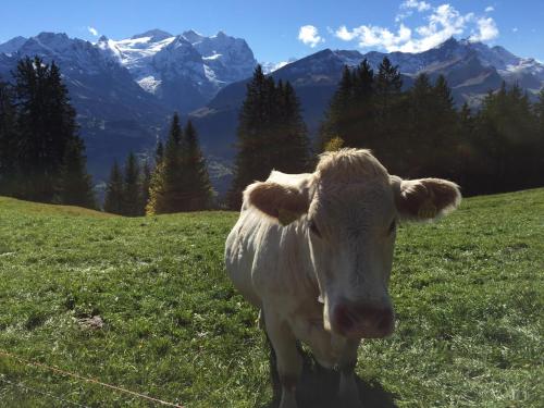 This photo about B&B Maetteli shared on HyHotel.com