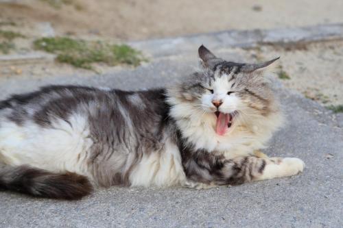 This photo about Tabinoteitaku Okinawa Bise HOMANN CONCEPT shared on HyHotel.com