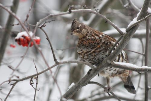 This photo about Remo Ridge Bed & Breakfast shared on HyHotel.com