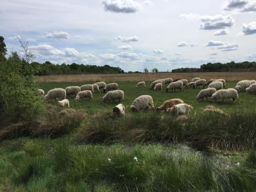 Otoczenie, De Drie Berken in Klazienaveen Otoczenie, De Drie Berken in Klazienaveen