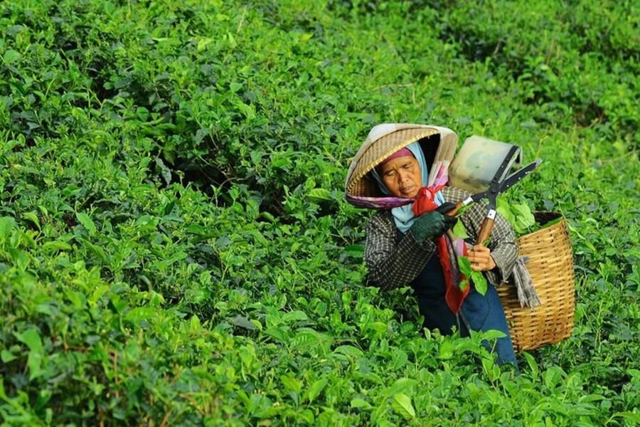 Tur Pribadi ke Taman Safari, Puncak, dan Lainnya