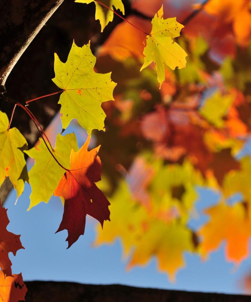 Cheap car rental in Williamston Find and compare deals