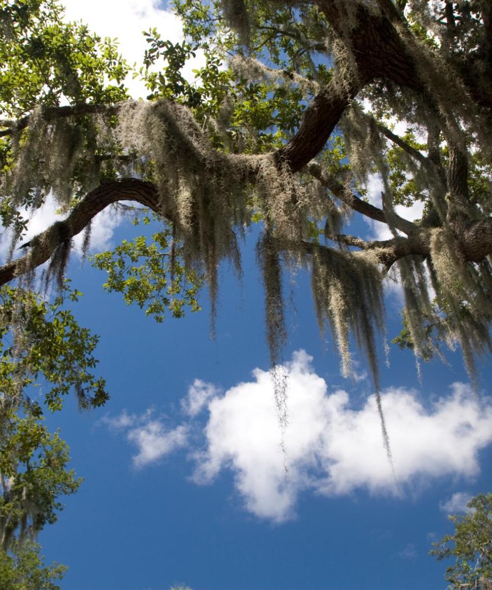 Cheap car rental in Orange City Find and compare deals