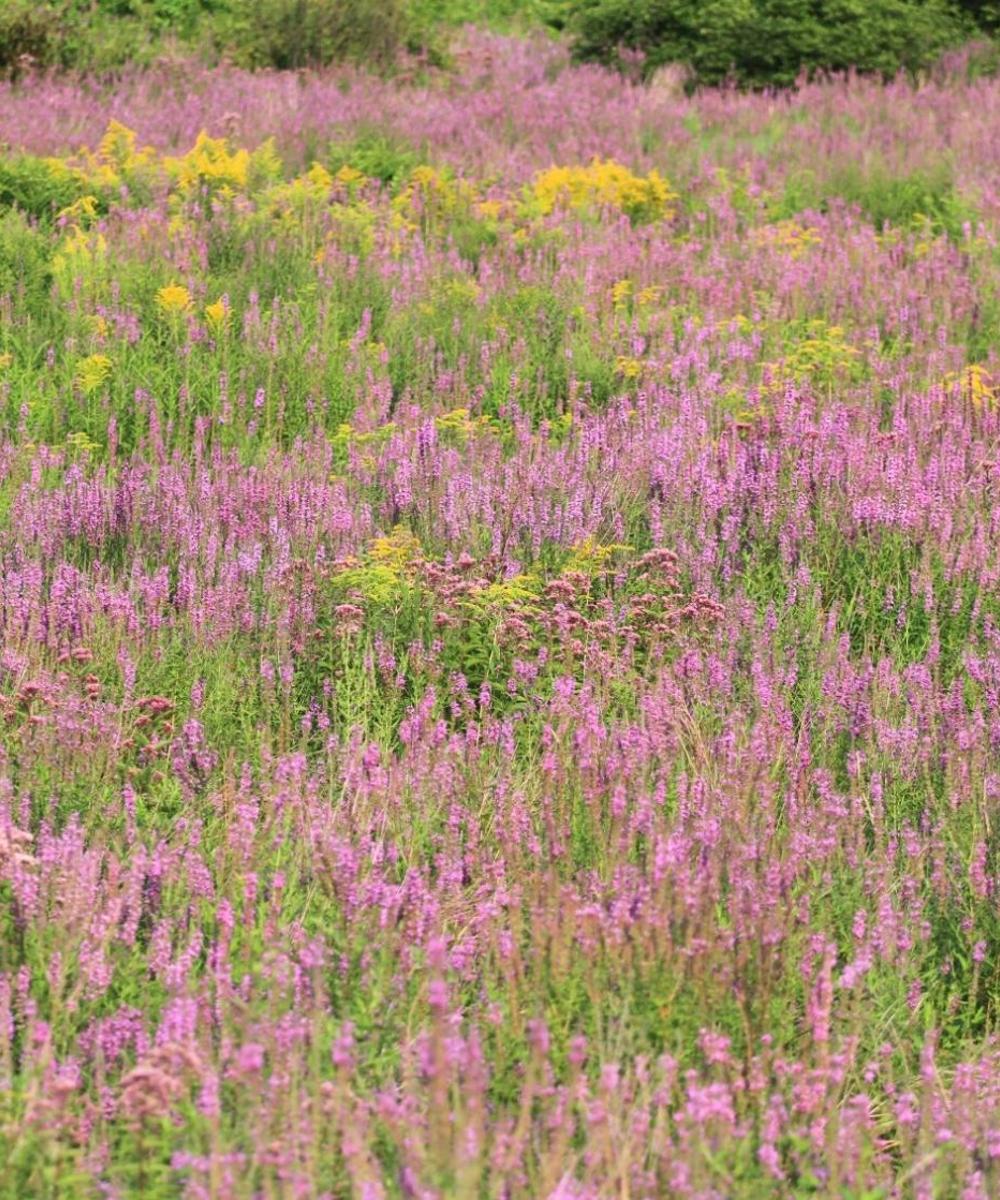 Cheap car rental in Marlborough Find and compare deals