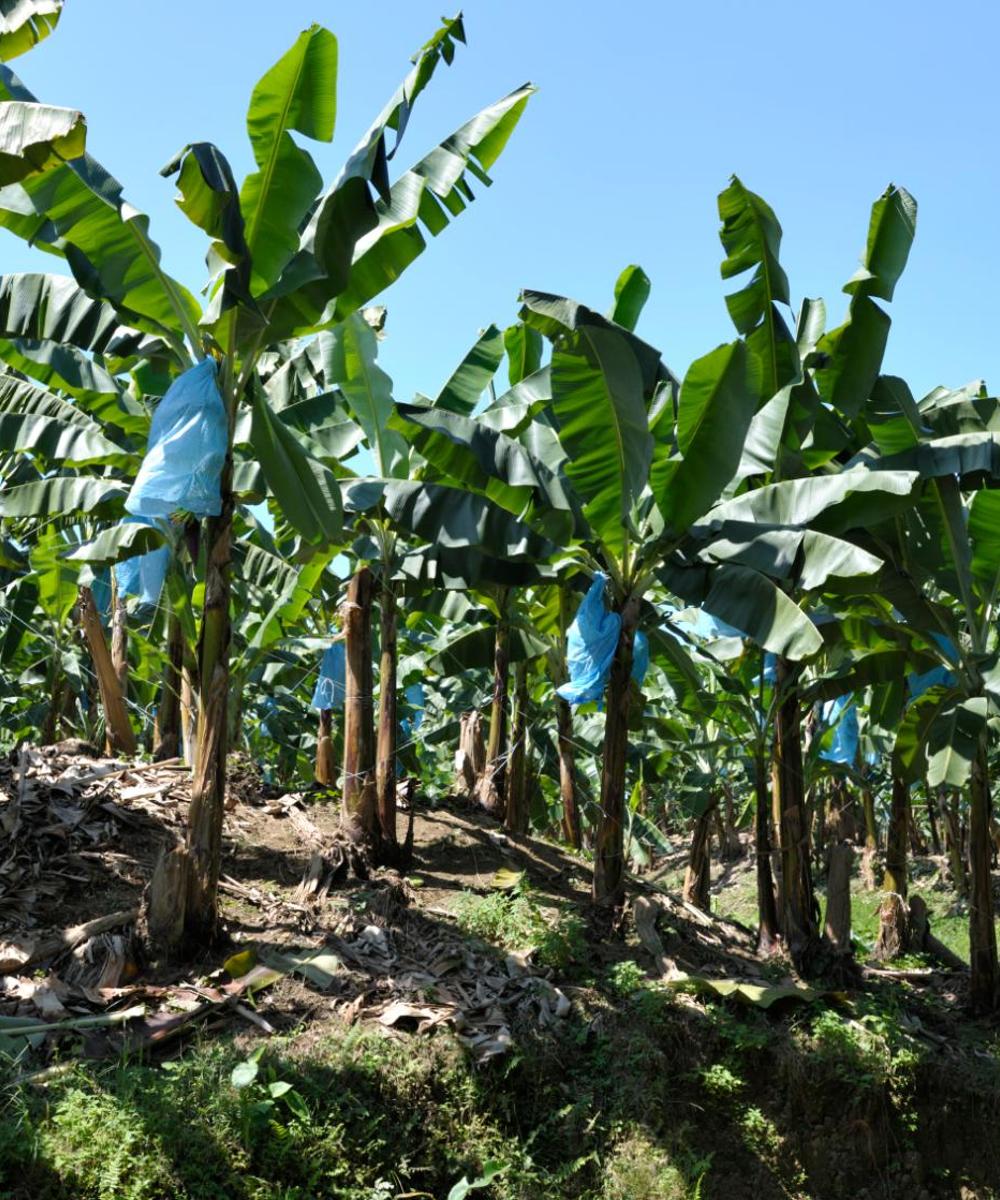 Cheap car rental in Puerto Limón Find and compare deals